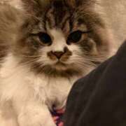 ヒメ日記 2025/02/11 21:37 投稿 東京マリン（ダ） Yシャツと私