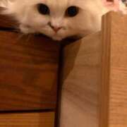 ヒメ日記 2025/02/13 16:11 投稿 東京マリン（ダ） Yシャツと私