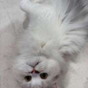 ヒメ日記 2025/02/19 13:47 投稿 東京マリン（ダ） Yシャツと私