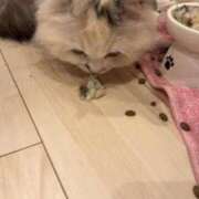 ヒメ日記 2025/02/24 20:39 投稿 東京マリン（ダ） Yシャツと私