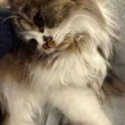 ヒメ日記 2025/03/15 11:02 投稿 東京マリン（ダ） Yシャツと私