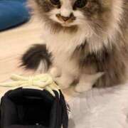 ヒメ日記 2025/03/28 23:58 投稿 東京マリン（ダ） Yシャツと私