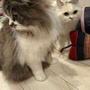 ヒメ日記 2025/04/12 18:06 投稿 東京マリン（ダ） Yシャツと私