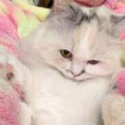 ヒメ日記 2025/04/12 18:03 投稿 東京マリン（ダ） Yシャツと私