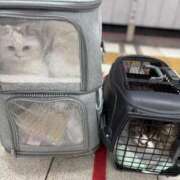 ヒメ日記 2025/05/04 13:33 投稿 東京マリン（ダ） Yシャツと私