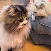 ヒメ日記 2025/05/05 15:55 投稿 東京マリン（ダ） Yシャツと私