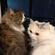 ヒメ日記 2025/06/21 00:49 投稿 東京マリン（ダ） Yシャツと私