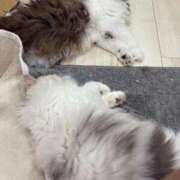 ヒメ日記 2025/07/06 21:36 投稿 東京マリン（ダ） Yシャツと私