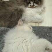 ヒメ日記 2025/07/13 02:48 投稿 東京マリン（ダ） Yシャツと私