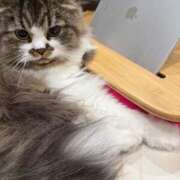 ヒメ日記 2025/07/24 08:46 投稿 東京マリン（ダ） Yシャツと私