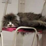 ヒメ日記 2025/07/24 12:19 投稿 東京マリン（ダ） Yシャツと私