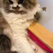 ヒメ日記 2025/08/02 11:38 投稿 東京マリン（ダ） Yシャツと私