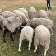 ヒメ日記 2025/12/20 14:59 投稿 東京マリン（ダ） Yシャツと私