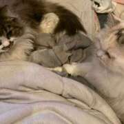 ヒメ日記 2025/12/27 08:55 投稿 東京マリン（ダ） Yシャツと私