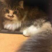 ヒメ日記 2025/12/30 09:54 投稿 東京マリン（ダ） Yシャツと私