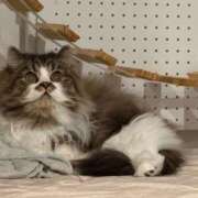 ヒメ日記 2026/01/08 15:43 投稿 東京マリン（ダ） Yシャツと私