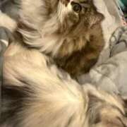 東京マリン（ダ） 電気毛布から出られない。 Yシャツと私