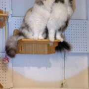 ヒメ日記 2026/01/26 04:15 投稿 東京マリン（ダ） Yシャツと私