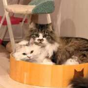 ヒメ日記 2026/02/05 13:24 投稿 東京マリン（ダ） Yシャツと私