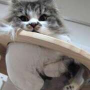 ヒメ日記 2026/03/12 08:11 投稿 東京マリン（ダ） Yシャツと私