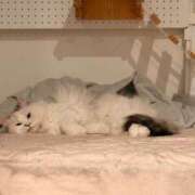 ヒメ日記 2026/03/19 20:34 投稿 東京マリン（ダ） Yシャツと私