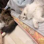 ヒメ日記 2026/03/25 15:13 投稿 東京マリン（ダ） Yシャツと私