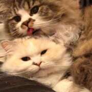 ヒメ日記 2026/04/05 01:29 投稿 東京マリン（ダ） Yシャツと私