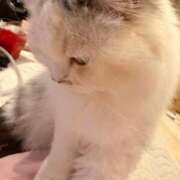 ヒメ日記 2026/04/13 20:35 投稿 東京マリン（ダ） Yシャツと私