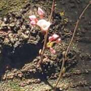 ヒメ日記 2025/03/24 23:18 投稿 瑞穂（ダーリング） Yシャツと私