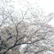 ヒメ日記 2025/03/31 12:35 投稿 瑞穂（ダーリング） Yシャツと私