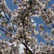 ヒメ日記 2025/04/07 22:27 投稿 瑞穂（ダーリング） Yシャツと私