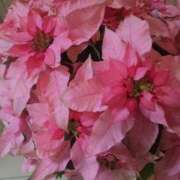 ヒメ日記 2025/12/21 00:06 投稿 瑞穂（ダーリング） Yシャツと私