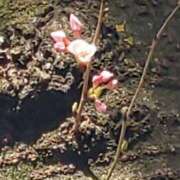 ヒメ日記 2026/03/22 15:34 投稿 瑞穂（ダーリング） Yシャツと私