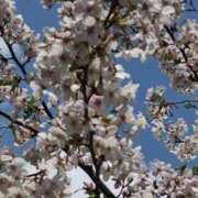 ヒメ日記 2026/04/06 14:21 投稿 瑞穂（ダーリング） Yシャツと私