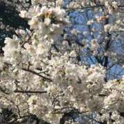 ヒメ日記 2025/03/30 23:36 投稿 さら ANNEX（アネックス）