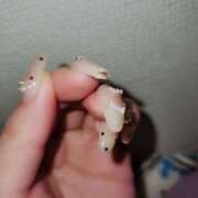 ヒメ日記 2025/11/05 19:23 投稿 白咲せいら セクシーキャット 神田店