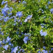 はるか おはようございます♡ ぷるるん小町日本橋店