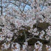 ヒメ日記 2025/04/10 22:31 投稿 【熟女】しおり 人妻華道－上田店