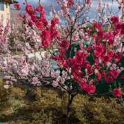 ヒメ日記 2025/04/16 22:50 投稿 【熟女】しおり 人妻華道－上田店