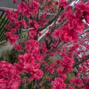 ヒメ日記 2025/05/08 21:08 投稿 【熟女】しおり 人妻華道－上田店