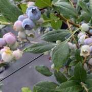 ヒメ日記 2025/07/09 22:47 投稿 【熟女】しおり 人妻華道－上田店