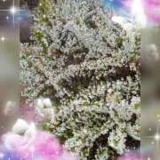 ヒメ日記 2026/03/26 08:43 投稿 【熟女】しおり 人妻華道－上田店