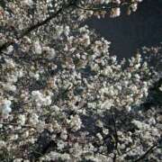 ヒメ日記 2026/04/01 19:02 投稿 【熟女】しおり 人妻華道－上田店