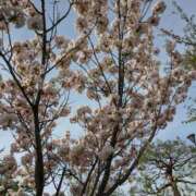 ヒメ日記 2026/04/29 05:00 投稿 【熟女】しおり 人妻華道－上田店