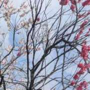 ヒメ日記 2026/05/05 09:02 投稿 【熟女】しおり 人妻華道－上田店