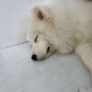 あんず 𐔌ᐡ- ·̫ •ᐡ𐦯ฅ アレグリア