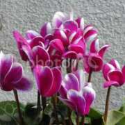 ヒメ日記 2024/12/29 10:50 投稿 しほ 性腺熟女100％（デリヘル市場）