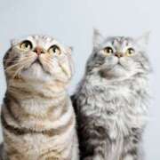 ヒメ日記 2025/02/26 20:20 投稿 しほ 性腺熟女100％（デリヘル市場）