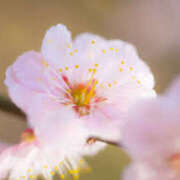 ヒメ日記 2025/03/03 17:41 投稿 しほ 性腺熟女100％（デリヘル市場）