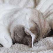 ヒメ日記 2025/06/21 11:51 投稿 しほ 性腺熟女100％（デリヘル市場）